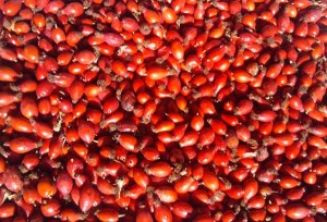 Напиток из шиповника